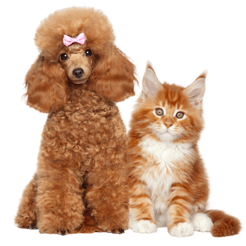 poodle and orange cat