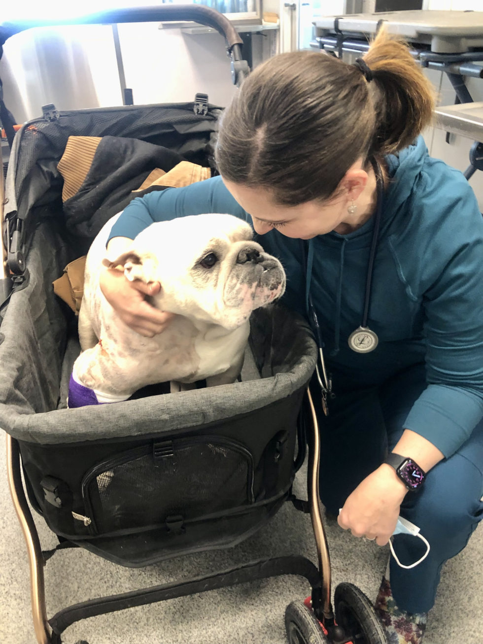 Columbia, MO Veterinary Services Heartland Veterinary Surgery